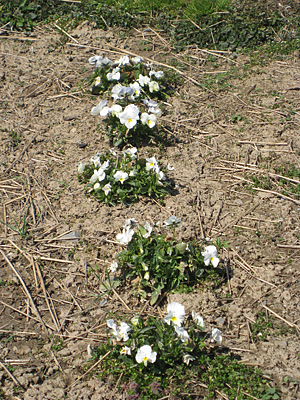 pansy mulched